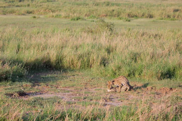 Сервальная кошка (Felis serval) отдыхает — стоковое фото