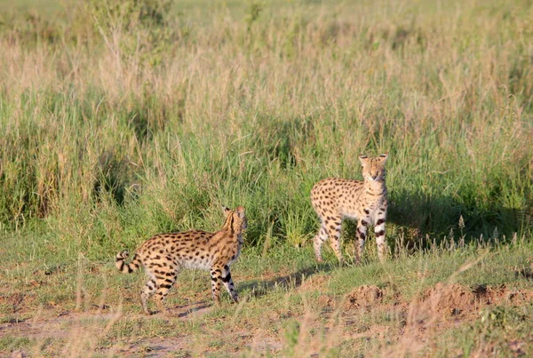 Сервальные кошки (Felis serval) в траве — стоковое фото