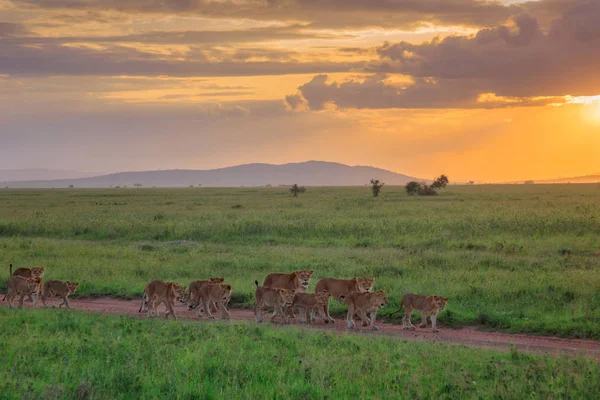 Afrika Savannah aslanlar