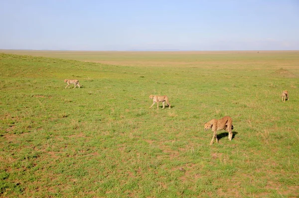 Young Cheetahs hunting — Zdjęcie stockowe