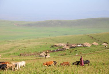 Köy Masai kabilesi (Ngorongoro koruma alanı, Tanzaniya)