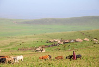 Village of maasai tribe (Ngorongoro conservation area, Tanzaniya) clipart
