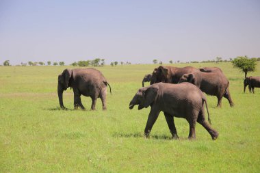 Sürüsü, Serengeti Doğal Parkı, Tanzanya