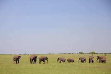 Sürüsü, Serengeti Doğal Parkı, Tanzanya