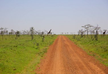 Grup genç zürafalar 