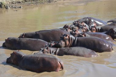 Hippos  in river, Serengeti, Tanzania, Africa clipart