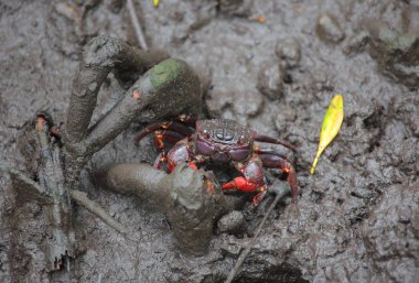 Zanzibar Adası, Tanzanya çamur içinde oturan küçük Yengeç
