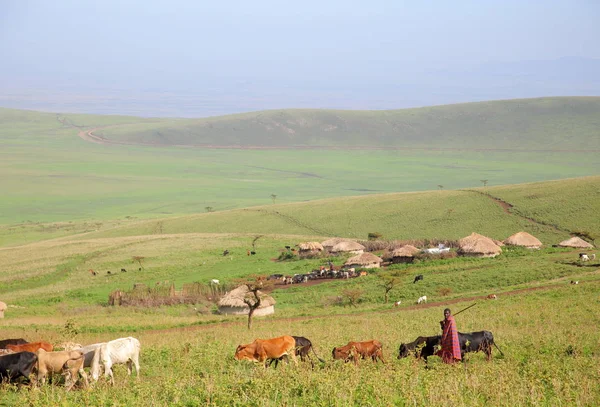 Dorf Des Massai Stammes Ngorongoro Schutzgebiet Tansaniya — Stockfoto