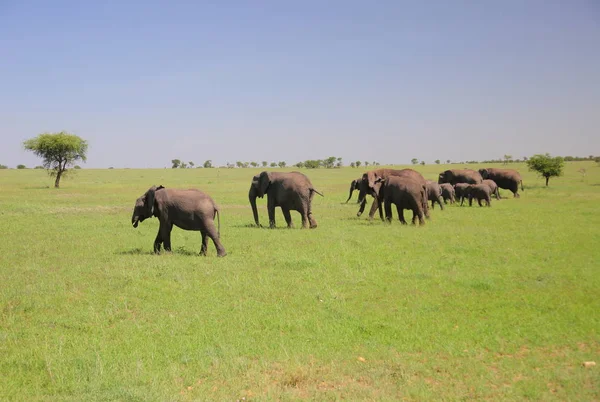 Стадо Слонов Природный Парк Серенгети Танзания — стоковое фото