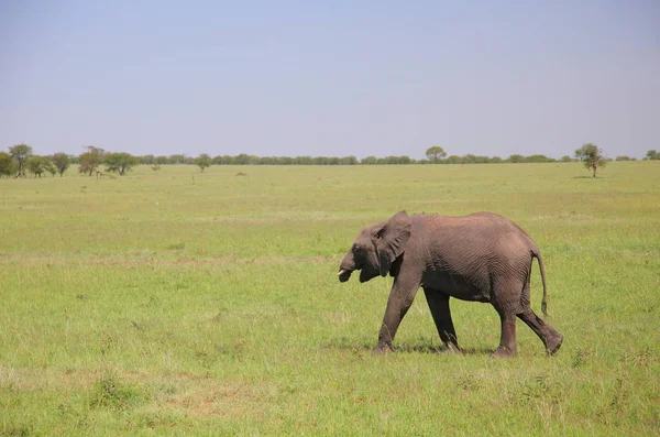 Elefantenbaby Serengeti Naturpark Tansania — Stockfoto