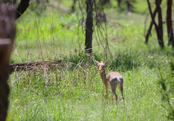 小鹿在塞伦盖蒂国家公园 坦桑尼亚 — 图库照片