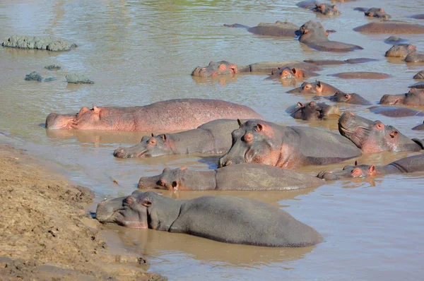 Grand groupe de lièvres hippopotame — Photo