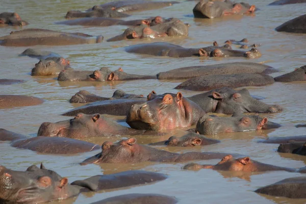 Grande grupo de hunderds hipopótamo — Fotografia de Stock