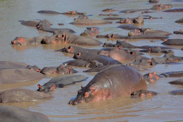 Hippos Dans Rivière Serengeti Tanzanie Afrique — Photo