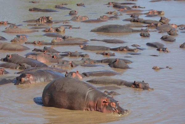 Hippos Dans Rivière Serengeti Tanzanie Afrique — Photo