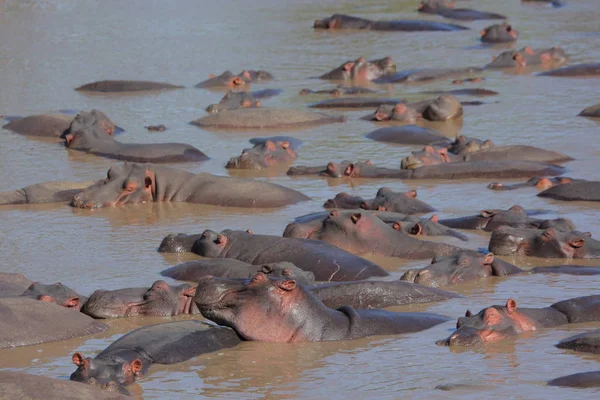 Hippos Rio Serengeti Tanzânia África — Fotografia de Stock