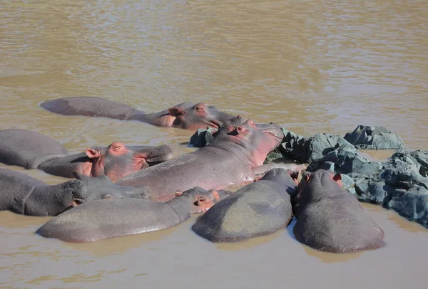 Hippos Dans Rivière Serengeti Tanzanie Afrique — Photo