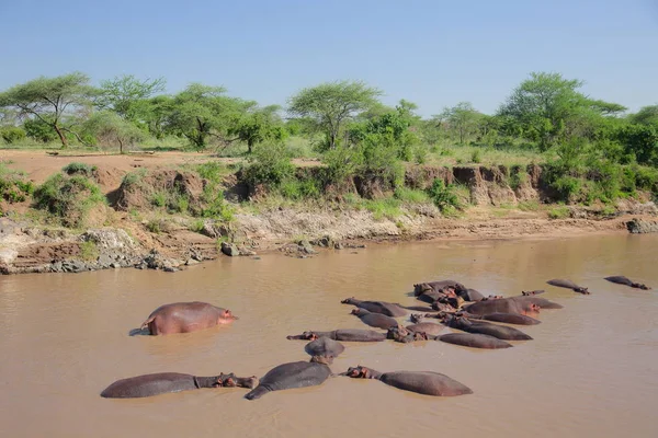 Nijlpaarden River Serengeti Tanzania Afrika — Stockfoto
