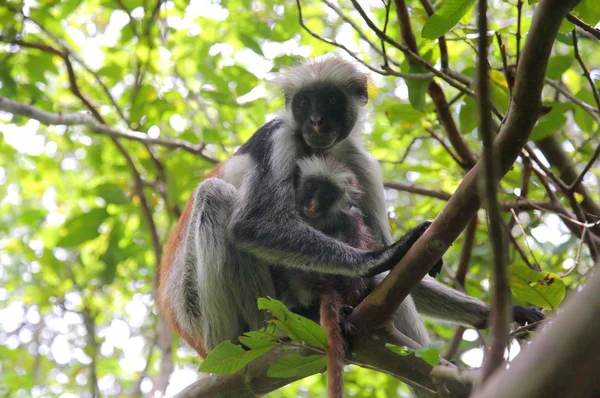 Ζανζιβάρη κόκκινο colobus μαϊμού — Φωτογραφία Αρχείου