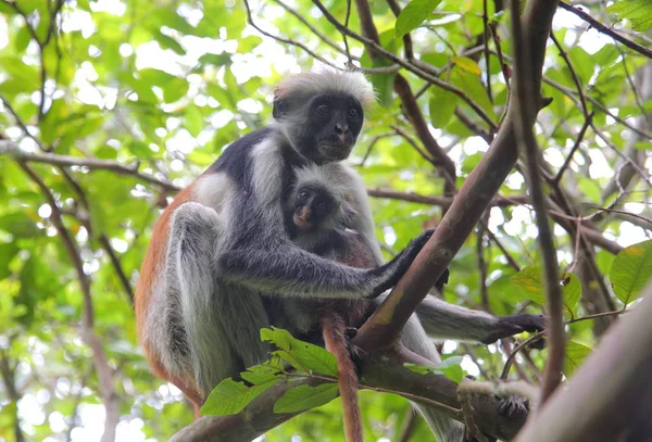 Zanzibar kırmızı colobus maymun