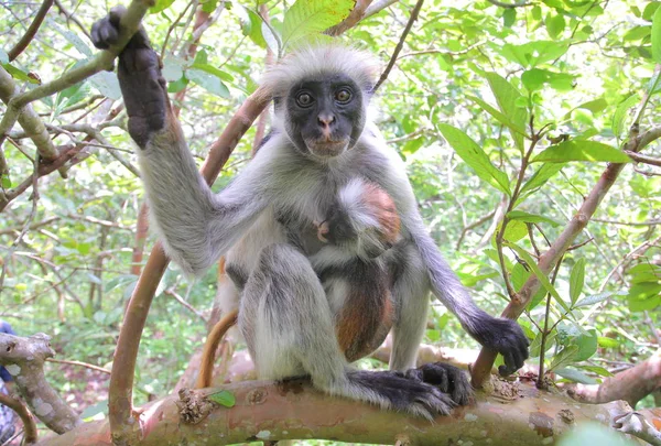 Zanzibar macaco colobus vermelho — Fotografia de Stock