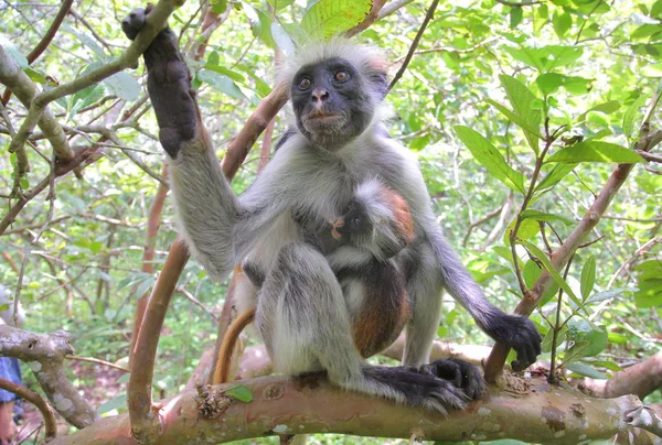Zanzibar macaco colobus vermelho — Fotografia de Stock