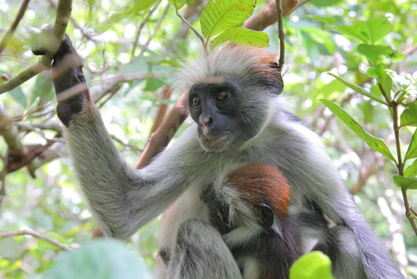 Ζανζιβάρη κόκκινο colobus μαϊμού — Φωτογραφία Αρχείου
