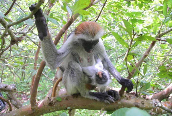 Zanzibar macaco colobus vermelho — Fotografia de Stock