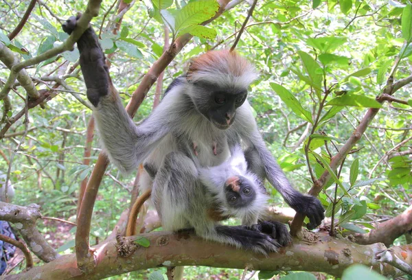 Ζανζιβάρη κόκκινο colobus μαϊμού — Φωτογραφία Αρχείου