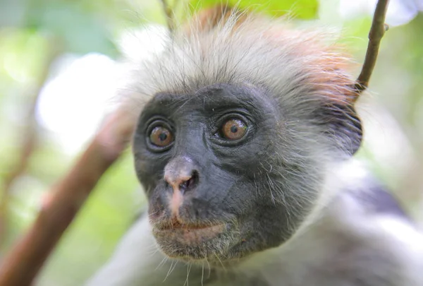 Zanzibar rosso colobus scimmia — Foto Stock