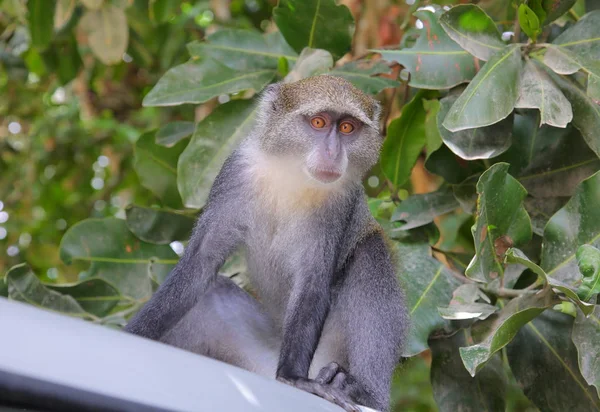 Μαϊμού Τροπικό Τροπικό Δάσος Ζανζιβάρη Tanzaniya — Φωτογραφία Αρχείου