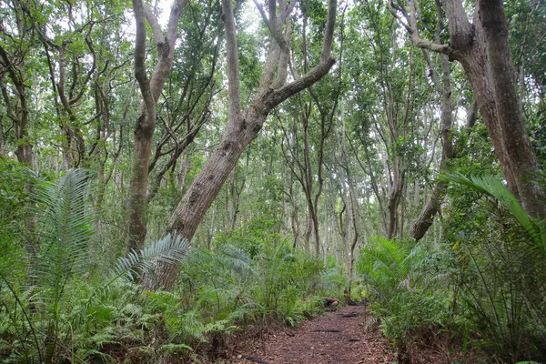ザンジバル島 Tanzaniya の熱帯雨林 — ストック写真