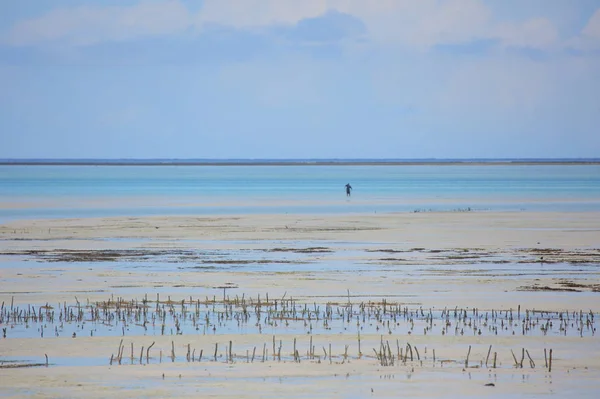 Belle Plage Sur Île Tropicale Zanzibar — Photo