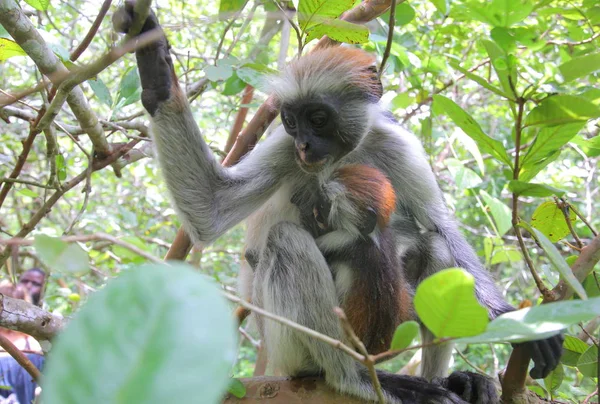 Zanzibar rosso colobus scimmia Immagini Stock Royalty Free