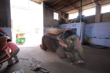 Amber (Jaipur banliyösünde fil )