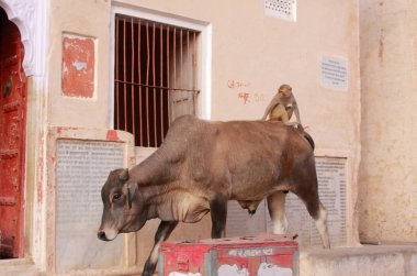 Jaipur, Hindistan sokaklarında maymunla inek