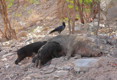 Jaipur göğsünden süt içme küçük domuzcuklar. Hindistan. Rajasthan eyalet 