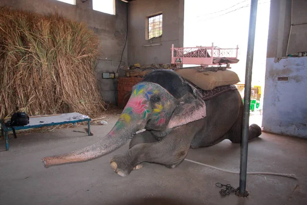 Elefant in Bernstein (Vorort von Jaipur) ) — Stockfoto