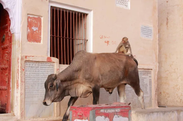 Kuh Mit Affe Auf Den Straßen Von Jaipur Indien — Stockfoto