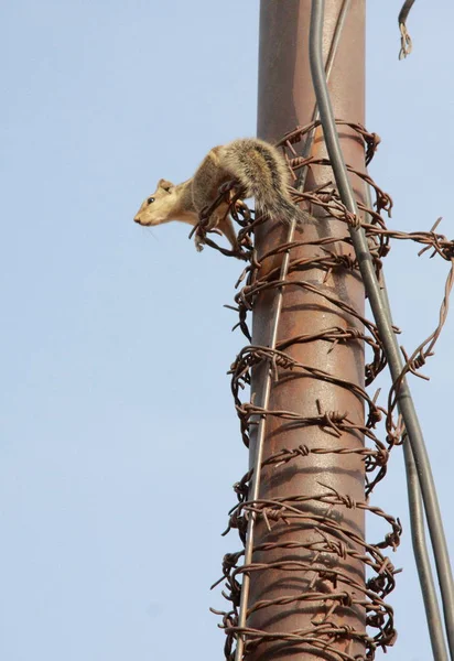 Streifenhörnchen Auf Säule Jaipur Indien Rajasthanischer Staat — Stockfoto