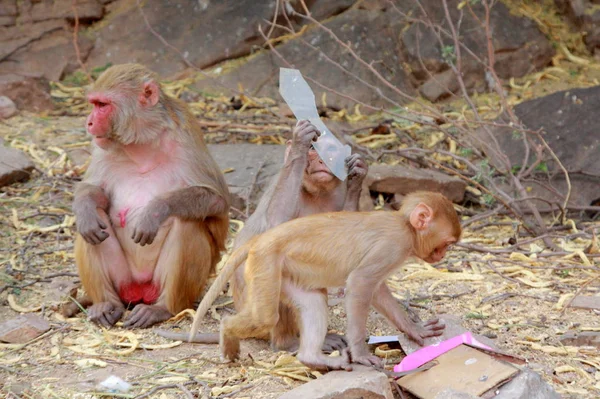 Família Macacos Jaipur Índia Estado Rajastão — Fotografia de Stock