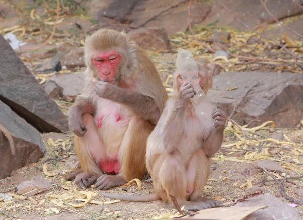 Família Macacos Jaipur Índia Estado Rajastão — Fotografia de Stock