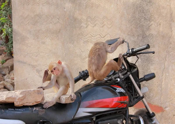 Affen sitzen auf dem Fahrrad — Stockfoto
