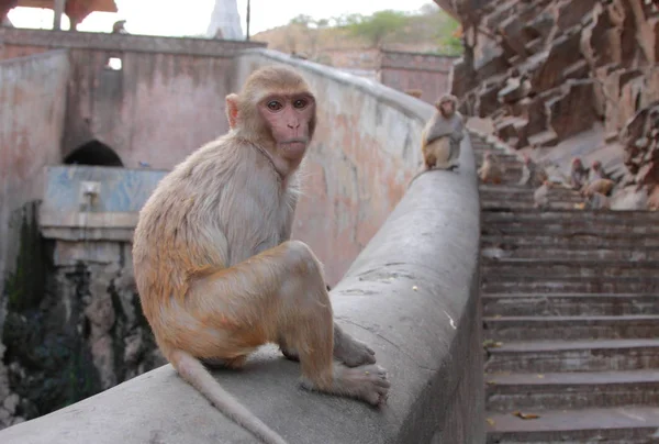 Affe in der Stadt Jaipur — Stockfoto