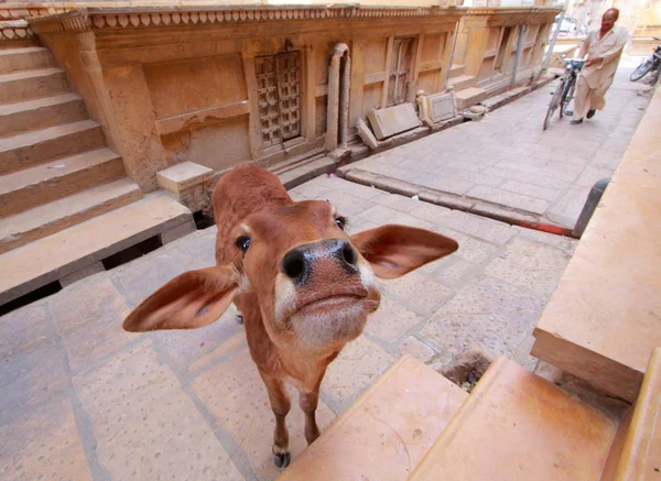 Kuh in jaisalmer. Indien. — Stockfoto