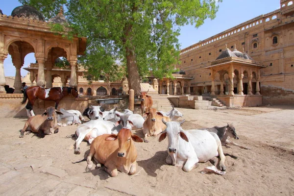 Kor på smal gata i Jaisalmer. Stockbild