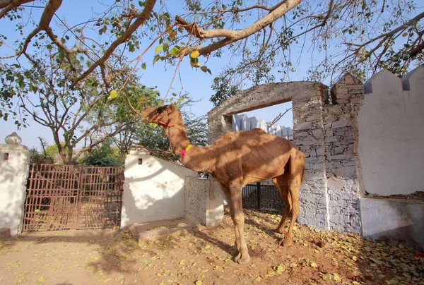 Kamel auf der Pushkar-Messe — Stockfoto
