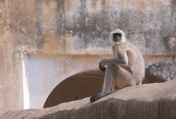 Macaco na cidade de Jaipur — Fotografia de Stock