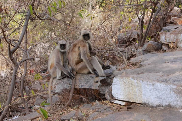 Família Macacos Pushkar Índia Estado Rajastão — Fotografia de Stock