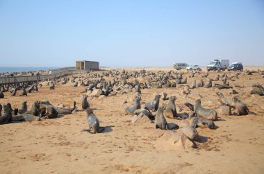 Cape fur seals in Namibia clipart